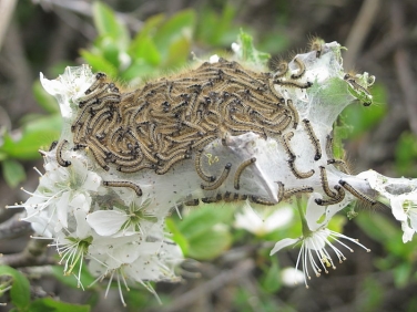 1634 The Lackey (Malacosoma neustria) - larva