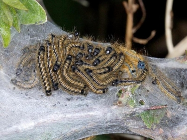1634 The Lackey (Malacosoma neustria) - caterpillars