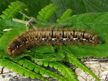 1637 Oak Eggar (Lasiocampa quercus) - late instar caterpillar