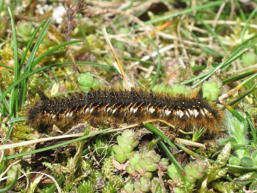 1640 The Drinker (Euthrix potatoria) - larva