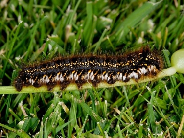 1640 The Drinker (Euthrix potatoria) - caterpillar