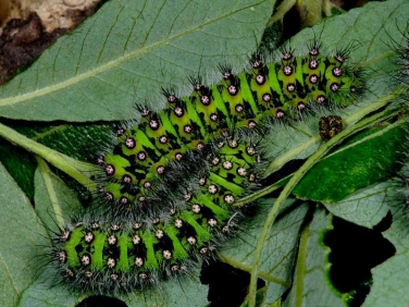 1643 Emperor Moth (Saturnia pavonia) late instar caterpillars