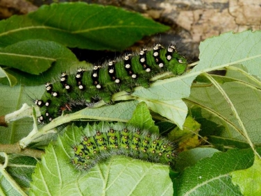 1643 Emperor Moth (Saturnia pavonia) fully grown and late instar caterpillars