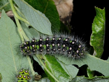 1643 Emperor Moth (Saturnia pavonia) late instar caterpillar