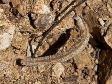 1689 Mullein Wave (Scopula marginepunctata) larva