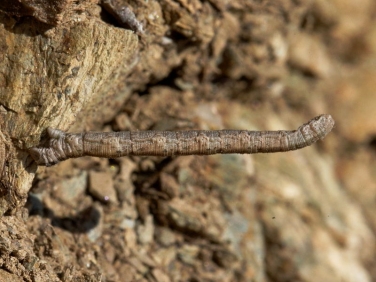 1689 Mullein Wave (Scopula marginepunctata) larva