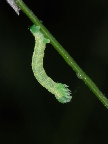 1799 Winter Moth (Operophtera brumata) - 07mm larva