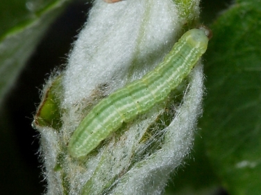1799 Winter Moth (Operophtera brumata) - 07mm larva