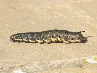 1972 Convolvulus Hawk-moth (Agrius convolvuli) - caterpillar searching for somewhere to pupate