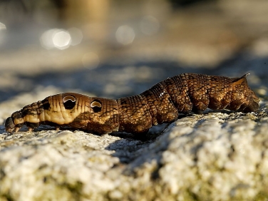 1991 Elephant Hawk-moth (Deilephila elpenor) - larva