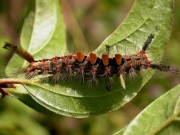 2026 The Vapourer Moth (Orgyia antiqua) caterpillar - brown tufted form