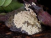 The Vapourer (Orgyia antiqua) eggs © 2005 Steve Ogden