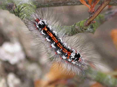 2030 Yellow-tail (Euproctis similis) - larva