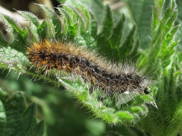 2057 Garden Tiger (Arctia caja) caterpillar - half grown