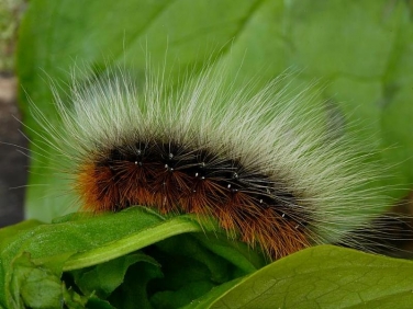 2057 Garden Tiger (Arctia caja) caterpillar - fully grown