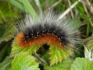 2057 Garden Tiger (Arctia caja) caterpillar - fully grown