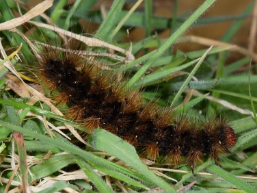 2058 Cream-spot Tiger (Arctia villica) - larva