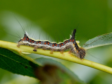 2284 Grey Dagger (Acronicta psi) - larva