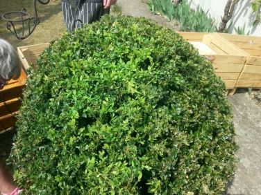 Boxwood bush infested with Cydalima perspectalis photo G.Caw