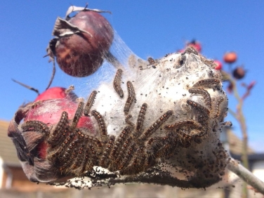 Brown-tail caterpillars (Euproctis chrysorrhoea) on garden rose Clacton on Sea