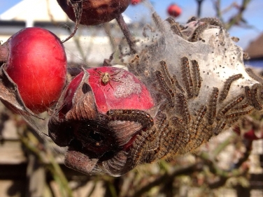 Brown-tail-moth-caterpillars-Copy