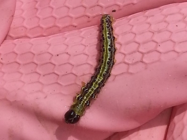 Cydalima perspectalis moth caterpillar recorded on Boxwood bush on outskirts of Paris photo © G.Caw