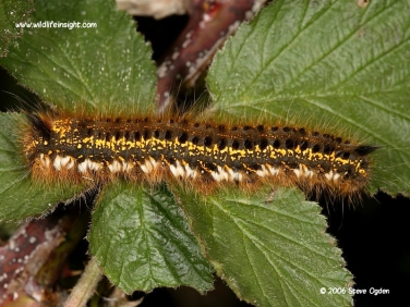 1640 Fully grown Drinker moth caterpillar