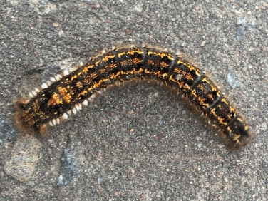 Drinker moth caterpillar - recorder B. Swinfen , Isle of Cumbrae, west coast of Scotland