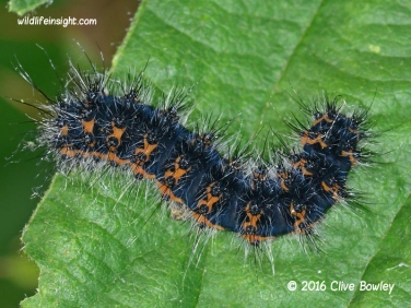 Emperor moth caterpillar estimated 20 mm in length photo Clive Bowley