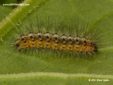 Garden Tiger caterpillar 8mm  14 day old