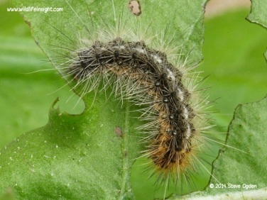Garden Tiger caterpillar  9mm