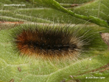 Garden Tiger caterpillar 3953.jpg  pre wintering