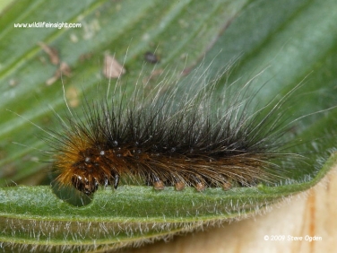 Garden Tiger caterpillar overwintered