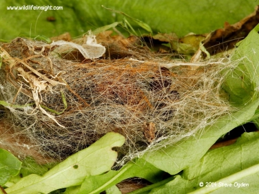 Garden Tiger cocoon 1318.jpg