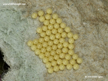 Garden Tiger eggs 2515.jpg