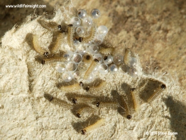 Garden Tiger eggs hatching 2587.jpg