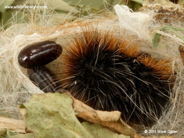 Garden Tiger moth caterpillar parasite pupa © 2014 Steve Ogden