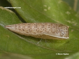 Jersey Mocha  pupa (Cyclophora ruficiliaria)