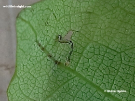 Jersey Mocha  2 mm long 1 day old caterpillar (Cyclophora ruficiliaria)