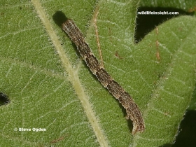 14 mm long Jersey Mocha caterpillar (Cyclophora ruficiliaria)