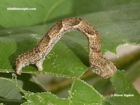 Fully grown 22 mm Jersey Mocha caterpillar (Cyclophora ruficiliaria)