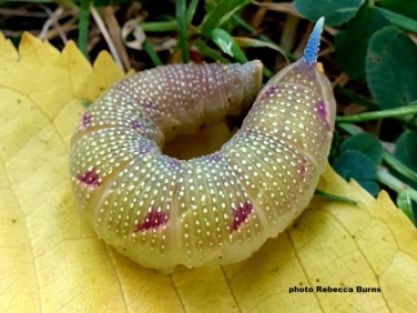 Lime Hawkmoth caterpillar darkening in preparation for pupating