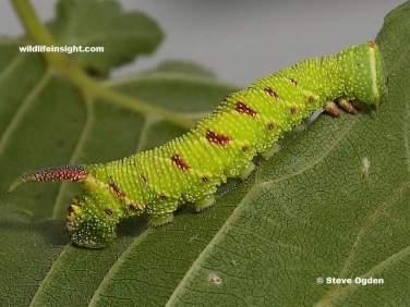 Half grown 30 mm penultimate instar Lime Hawkmoth caterpillar on Elm
