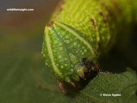 Yellow bordered triangular head of Lime Hawkmoth caterpillar (Mimas tiliae)