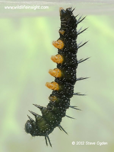 Peacock butterfly caterpillar 2229