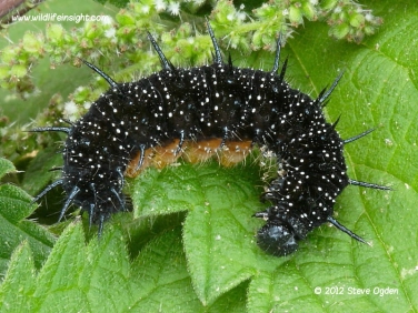 Peacock Butterfly caterpillar 42 mm (Inachis io) © 2005 Steve Ogden