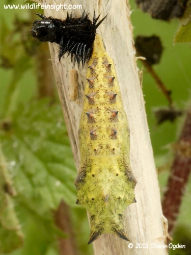 Peacock chrysalis 6107