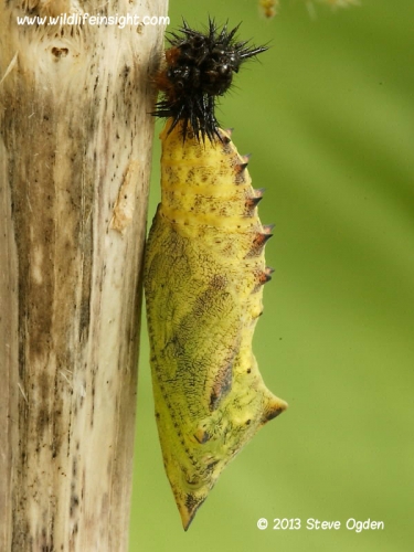 Peacock chrysalis 6110