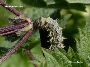 Pale form of Red Admiral butterfly caterpillar  (Vanessa atalanta) biting through nettle stem