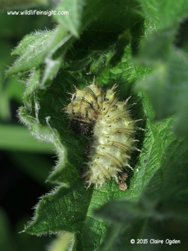 1590 Red Admiral (Vanessa atalanta) pale form of caterpillar inside nettle tent recorded 9th April 2015